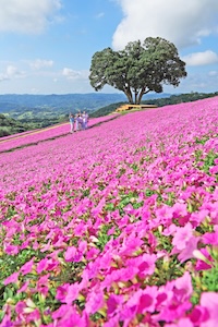 マザー牧場